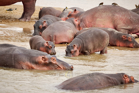 herd of hippos (Hippopotamus amphibius) with babys in Luangwa river