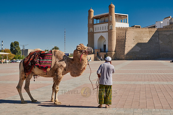 camel in front of citadel and fortress The Ark