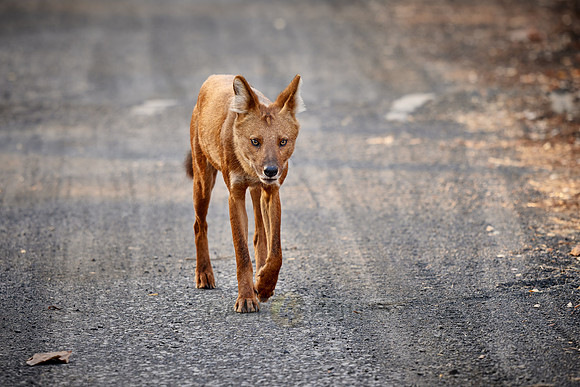 dhole (Cuon alpinus) or indian wild dog