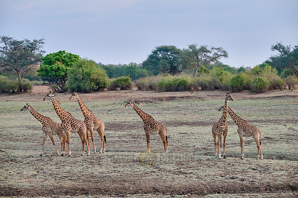 Thornicroft's giraffe (Giraffa camelopardalis thornicrofti)