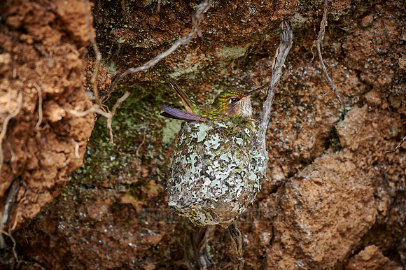 female scintillant hummingbird (Selasphorus scintilla) in nest