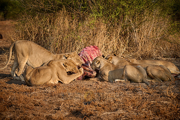 pride of lioness (Panthera leo) at buffalo kill
