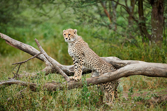 young cheetah