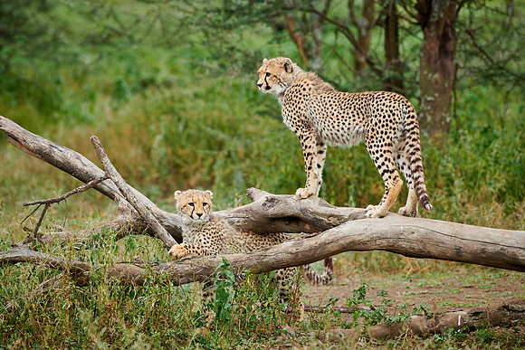 two young cheetahs