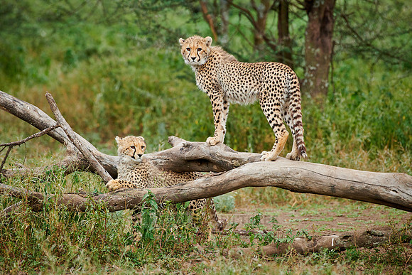 two young cheetahs