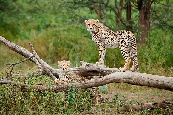 two young cheetahs