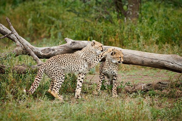 two young cheetahs