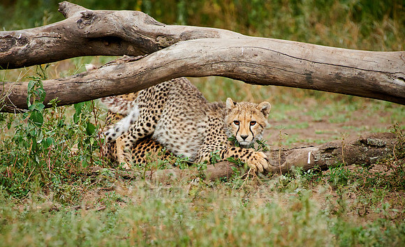 young cheetah