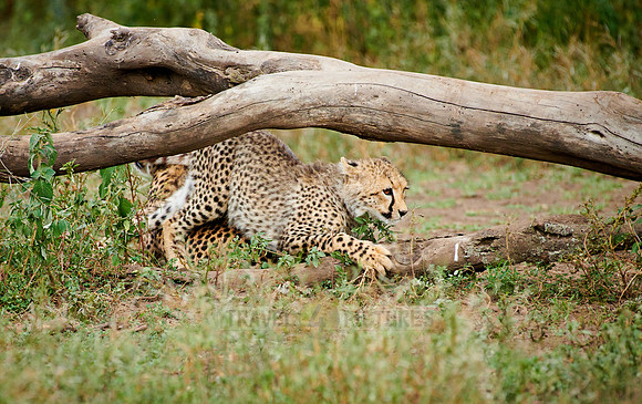 young cheetah