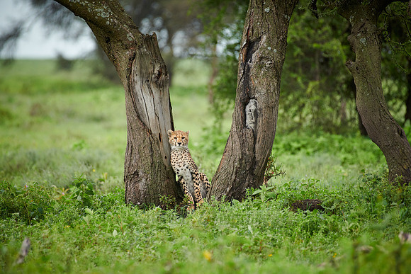 young cheetah