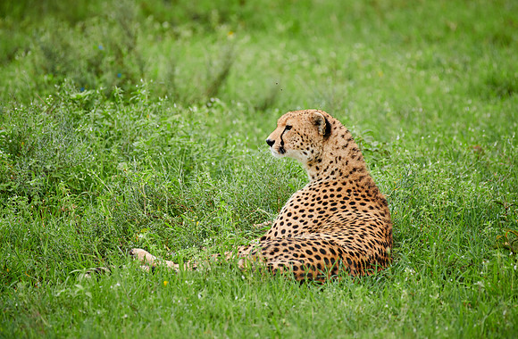 cheetah
