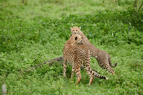 cheetah cub with mother
