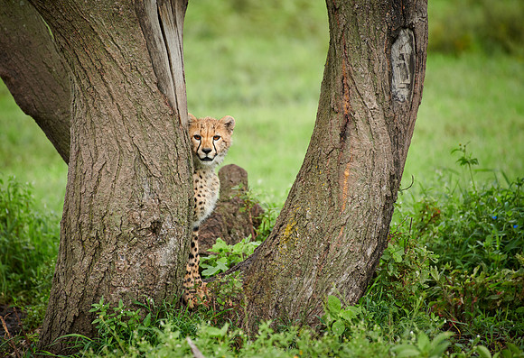 young cheetah