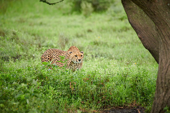 cheetah