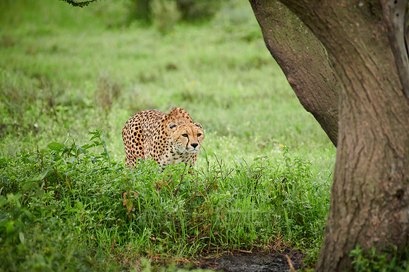 cheetah