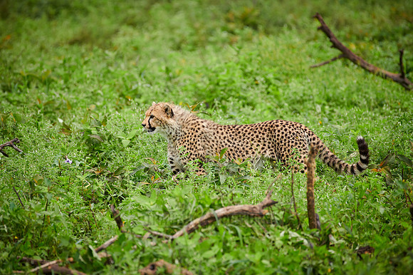 young playing cheetah