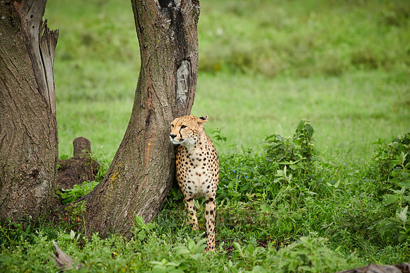 cheetah
