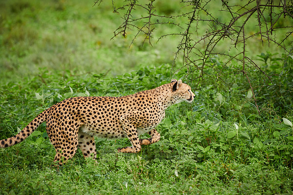 cheetah