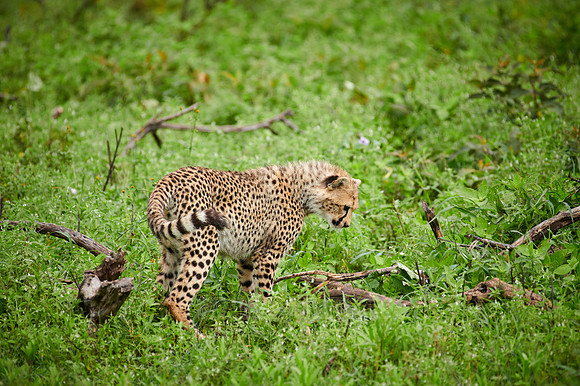 young playing cheetah