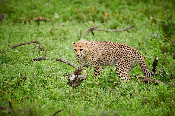young playing cheetah