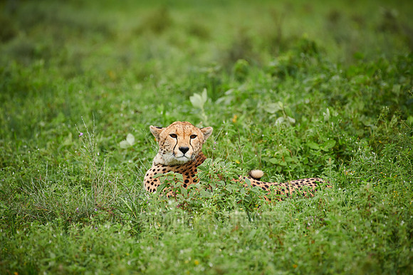 cheetah