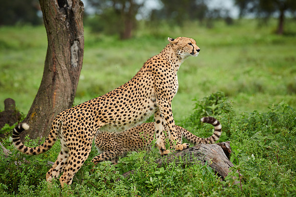 cheetah