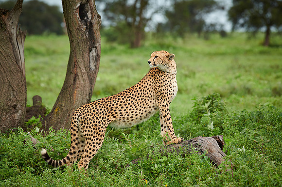 cheetah