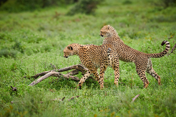 cheetah cub with mother