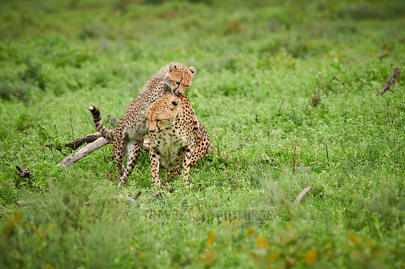 cheetah cub with mother