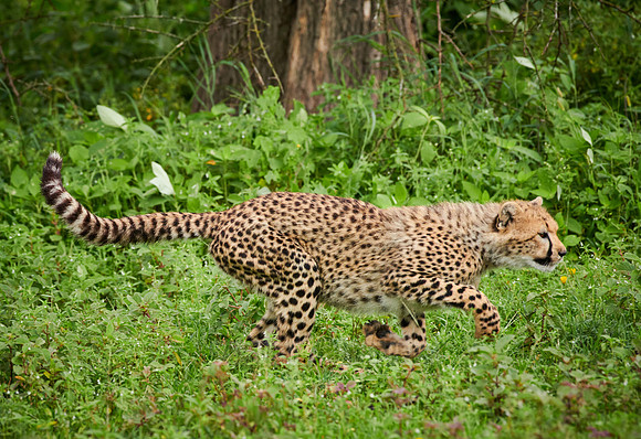 young playing cheetah
