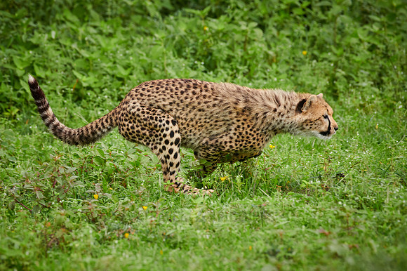 young playing cheetah