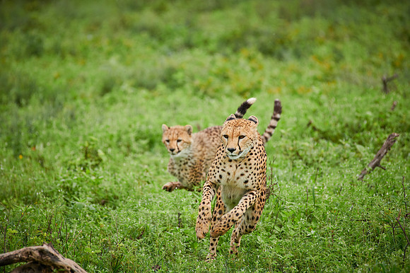 cheetah cub with mother