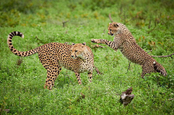 cheetah cub with mother