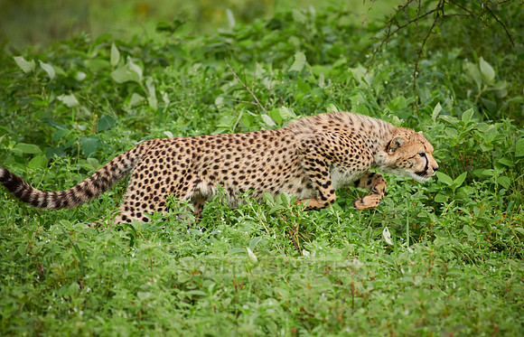 young playing cheetah