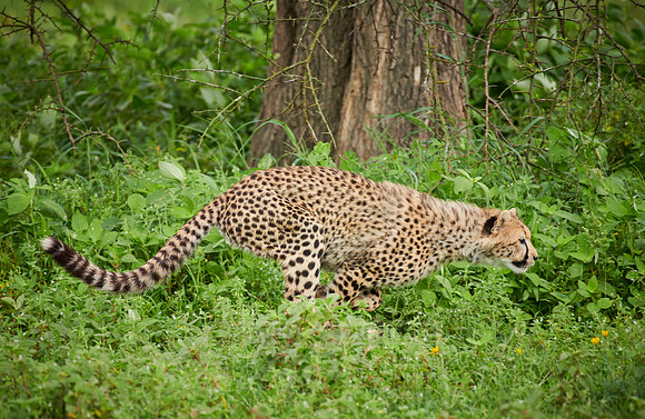 young playing cheetah