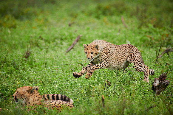 cheetah cub with mother