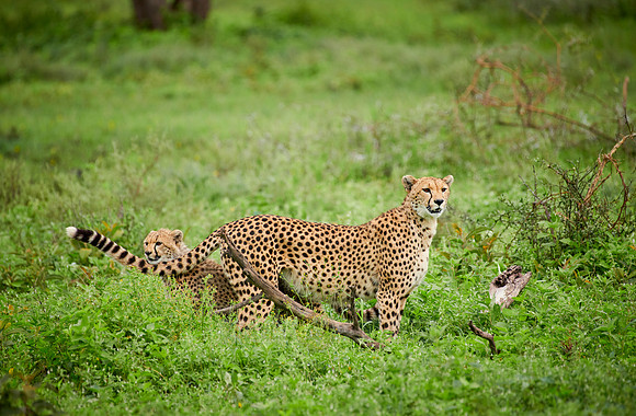 cheetah cub with mother