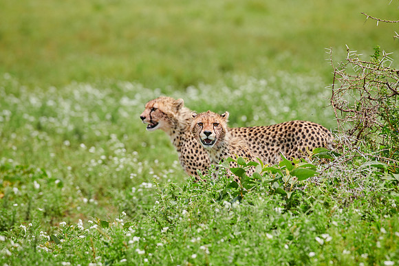 two young cheetahs on the hunt