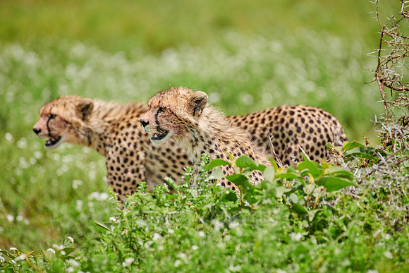 two young cheetahs on the hunt