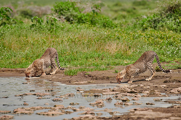 two young cheetahs at waterhole