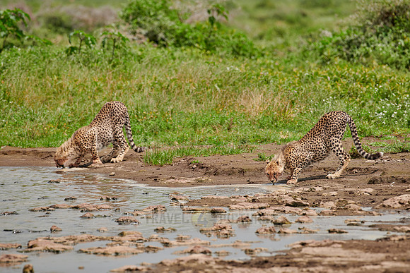two young cheetahs at waterhole