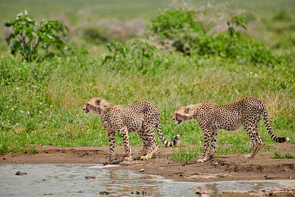 two young cheetahs at waterhole