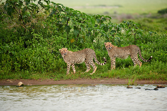 two young cheetahs at waterhole
