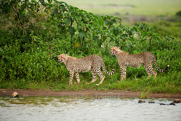 two young cheetahs at waterhole