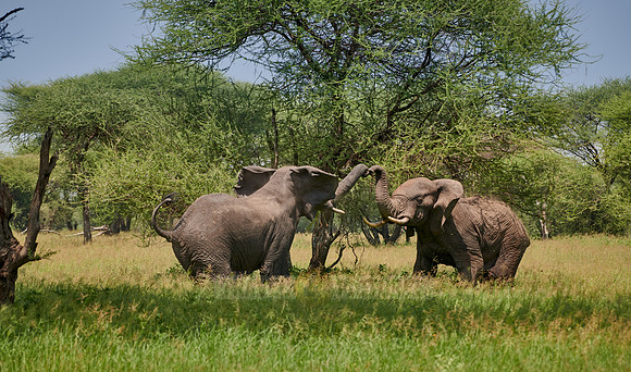 fighting elephant bulls