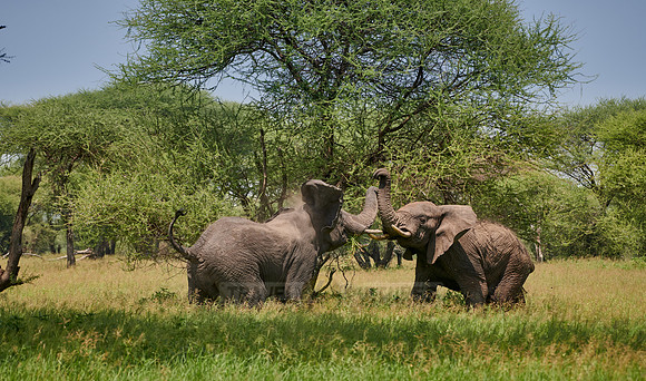 fighting elephant bulls
