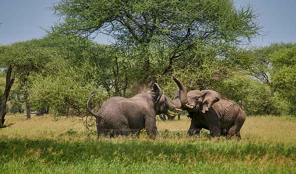 fighting elephant bulls