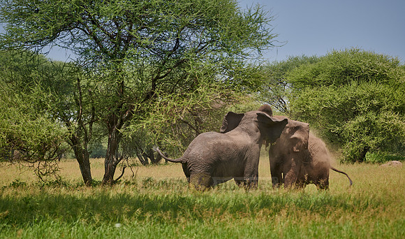 fighting elephant bulls