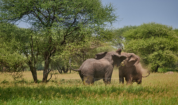 fighting elephant bulls