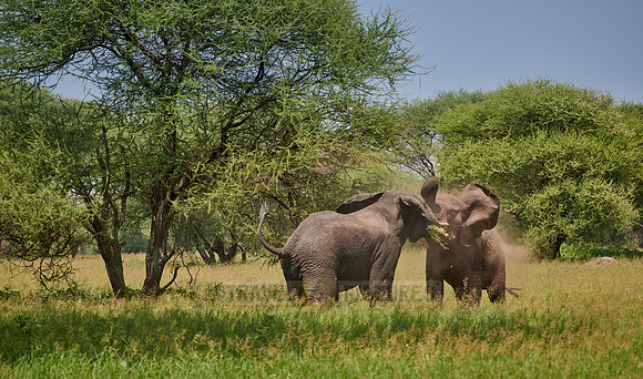 fighting elephant bulls